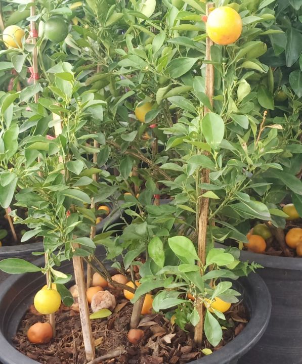 ส้มจี๊ด-ส้มจี๊ดกระถาง15นิ้วต้นใหญ่-ต้นส้มจี๊ด