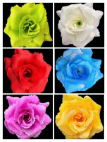 ดอกกุหลาบขนาดเส้นผ่าศูนย์กลาง 8.5 ซม.มีให้เลือก 7 สีขนาด 10 และ 20 ดอก