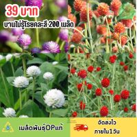 ดอกบานไม่รู้โรยคละสี200 เมล็ดพันธุ์ คุ้มสุดๆ ‼️