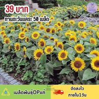 เมล็ดพันธุ์ ดอกทานตะวันแคระ60เมล็ด ดอกสวย