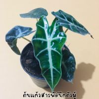 ต้นแก้วสารพัดนึก ตัวผู้ (Alocasia Amazoniga) ไม้มงคล ไม่ฟอกอากาศ ขนาดกระถาง 4 นิ้ว #พร้อมส่งรับประกันสินค้าทุกกรณี