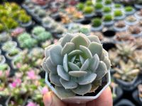 Echeveria runyonii san carlos  ไม้อวบน้ำ น่ารักๆ กระถาง 2 นิ้ว