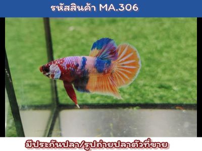 ปลากัดนีโม่ เพศผู้พร้อมรัด ปลาเกรด ขนาด1.5นิ้ว