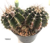 แคคตัส ยิมโนคาไลเซียม (Gymnocalycium) เชื้อด่าง