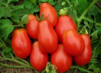 เมล็ดพันธุ์มะเขือเทศ มาติโน่ โรม่า (Martinos Roma Tomato Seed) บรรจุ 25 เมล็ด ของแท้ คุณภาพดี ราคาถูก นำเข้าจากต่างประเทศ