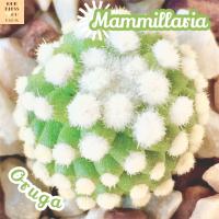 [แมม โอรุกะ] Mammillaria Gracilis Oruga ส่งพร้อมกระถาง หนามนุ่ม หนามขาว สายพันธุ์ญี่ปุ่น จับเล่นได้ Cactus Succulent พืชอวบน้ำ ไม้หนาม ทะเลทราย ฟอร์มกอ