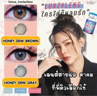 คอนแทคเลนส์ ? Honey Dew Brown / Gray ?(Luxzylens)[มีสายตาสั้นถึง 700]?เลนส์ขนาดมินิสายฝอคมสวย