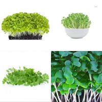 เมล็ดพันธุ์ ไมโครกรีน Green cabbage Microgreen บรรจุ 1000 เมล็ด