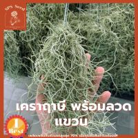 เคราฤาษี พืชฟอกอากาศ PM2.5 หนวดฤาษี Spanish Moss ทรงหางกระรอก พร้อมแขวน 10 แถม 1