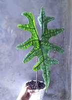 ต้นอโลคาเซียแจ็คลิน Alocasia Jacklin นิยมมาก?☘️ส่วทั้งกระถาง