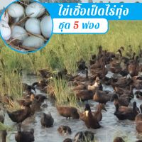 ไข่เชื้อเป็ดไร่ทุ่ง 5 ฟอง สำหรับฟัก