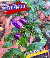 เมล็ดพริกประดับสีม่วง rainbow chili pepper หลากหลายสายพันธุ์ เมล็ดนำเข้า สีม่วง หายาก บรรจุ50-100 เมล็ดพันธุ์แท้100%