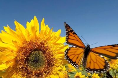 ดอกทานตะวัน🌻เมล็ดพันธุ์ดอกทานตะวันสายพันธุ์ฮอลแลนด์🌻 Sun Flower Seeds Holland🌻