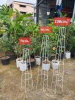 ซุ้มกุหลาบ T-Rose ทรีโรส 70cm , 90cm , 100cm ซุ้มกุหลาบ กุหลาบพันธุ์ใหญ่ ซุ้มไม้เลี้อย