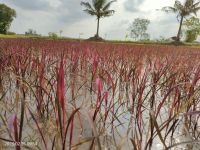 ข้าวสีชมพู(Pink Lady)จำนวน 100 กรัม