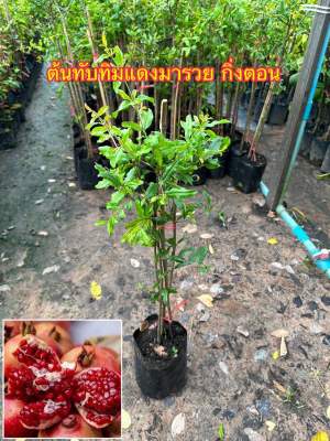 ต้นทับทิมแดงมารวย กิ่งตอน  ขนาดต้น 60-80 ซม. 8-12 เดือนติดผล