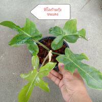 ก้ามกุ้ง ฟิโลก้ามกุ้ง หนามก้านแดง philodendron ส่งพร้อมกระถาง สวนลุงแท็ค