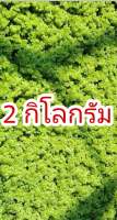 แหนแดง ไมโครฟิลล่า ขนาด 2 กก. เลี้ยงง่าย ขยายพันธุ์เร็ว เลี้ยงระบบปิด