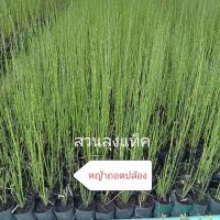 หญ้า หญ้าถอดปล้อง equisetum ต้นหญ้าถอดปล้อง หญ้าปล้อง ไม้ชุ่มน้ำ ส่งเป็นกอ สวนลุงแท็ค