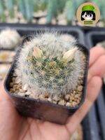 แมมอัลบิโคม่า/ขนแกะไร้หนาม (Mammillaria albicoma)