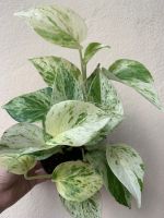 พลูราชินีหินอ่อน ( ด่างเทพเลือกได้ ) Marble Queen (Epipremnum aureum) กระถาง 4.5 นิ้ว