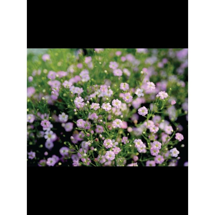 ต้นจิปโซฟิลล่า-คละสี-ดอกเล็กๆน่ารักเหมาะกับปลูกประดับ