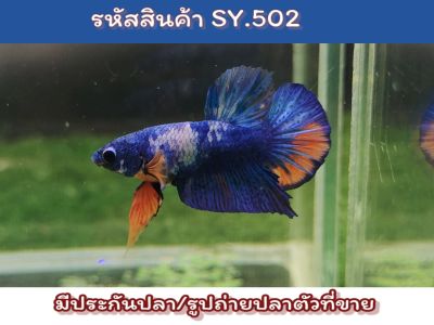 ปลากัดนีโม่กาแล็คซี่ เพศผู้ปลารุ่นขนาด1.4นิ้ว