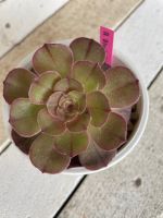 กุหลาบหิน Aeonium Appendiculatum