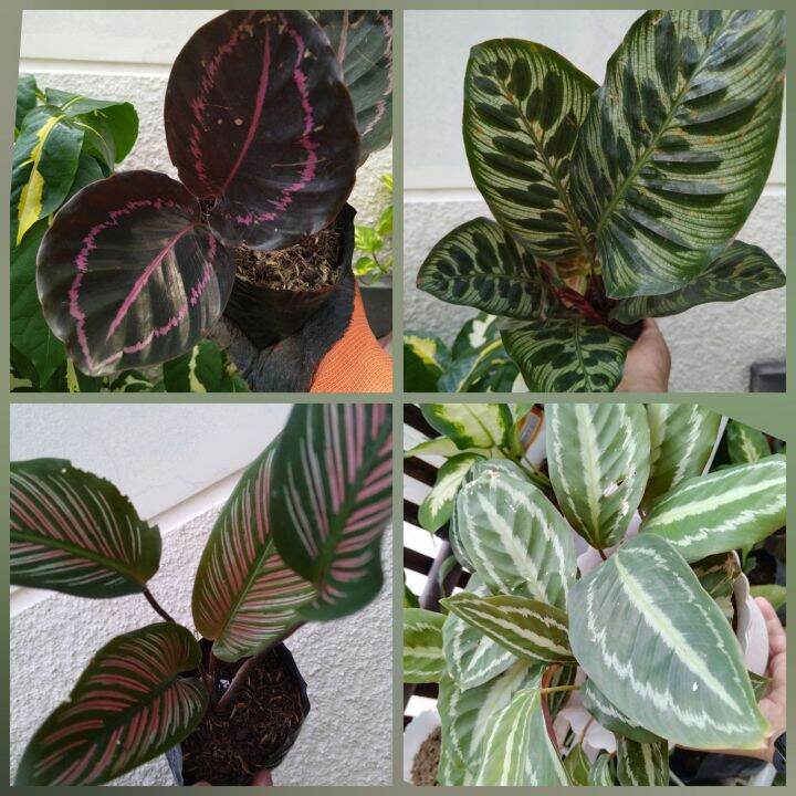 Calathea Medallion, Calathea Makoyana, Calathea Dottie, Calathea ...