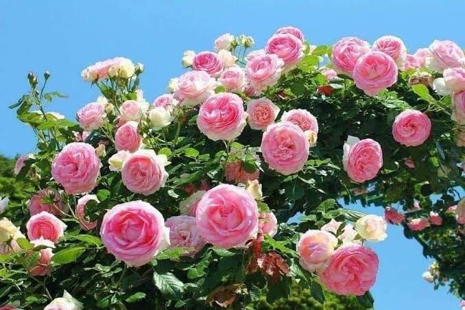 กุฟลาบเลื้อยเฟริสเลดี้ดอกดกสีชมพูถ้วยดอกใหญ่
