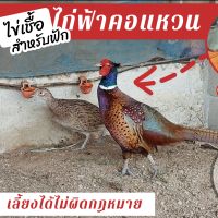 ไข่เชื้อไข่ไก่ฟ้า 1 ฟอง แถม2 สำหรับฟัก