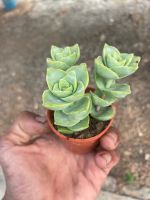 Crassula Perforata Giant Buttons ไม้อวบน้ำ กระถาง2นิ้ว