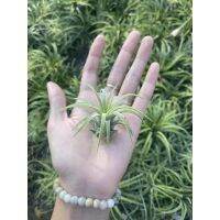 Ionantha curly leaf เคอรี่ลีฟ