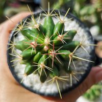 เฟอโรแคคตัส หนามโหด (ferocactus pilosus)​