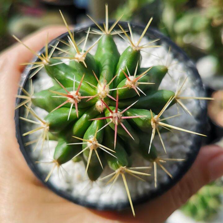 เฟอโรแคคตัส-หนามโหด-ferocactus-pilosus