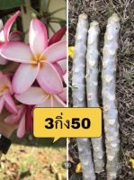 ลั่นทมลีลาวดีสีขาวขอบชมพู3กิ่ง50มีกลิ่นหอมอ่อนๆดอกใหญ่ลีลาวดีหรือลั่นทมสายพันธ์ชมพูนุชดอกดก