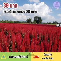 เมล็ดพันธุ์ ดอกสร้อยไก่สีแดงเพลิง500 เมล็ด