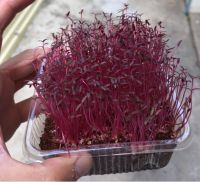 เมล็ดพันธ์ุ ไมโครกรีน Red Amarath Microgreen บรรจุ 1000 เมล็ด