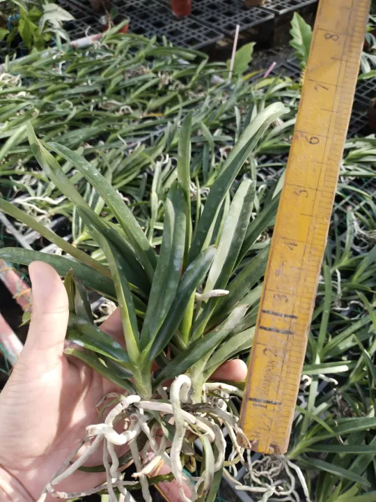 Strap Leaf Vanda Seedling Orchids Lazada PH