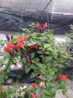 ต้นลิปสติก ในกระถางแขวน8นิ้ว Aeschynanthus radicans · ชื่อสามัญ : ต้นลิปสติก, เถาลิปสติก · ประเภทพืช: เถายืนต้น · ขนาดโตเต็มวัย: สูง 3 ฟุต · การได้รับแสงแดดที่