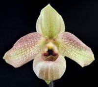 Paph.malipoense593 x Paph.Vietnamense591  ขนาดที่ขายเป็นกระถาง 2 นิ้ว