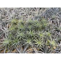 Tillandsia Ionantha เซต20 ต้น ไซส์จิ๋ว ไอโอนันทา