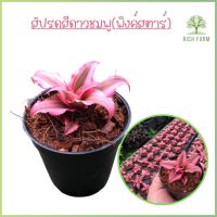 สับปะรดสีแคระ ดาวชมพูหรือ พิงค์สตาร์ (Neoregelia hybrid)  ต้นไม้ฟอกอากาศ