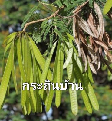 กระถินบ้าน เมล็ดพันธุ์กระถินบ้าน Leucaena Seeds ปลูกง่าย ทนแดด