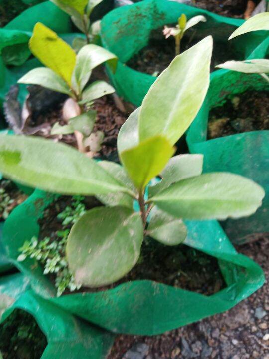 BLACKBERRY SEEDLING PLANTS Lazada PH