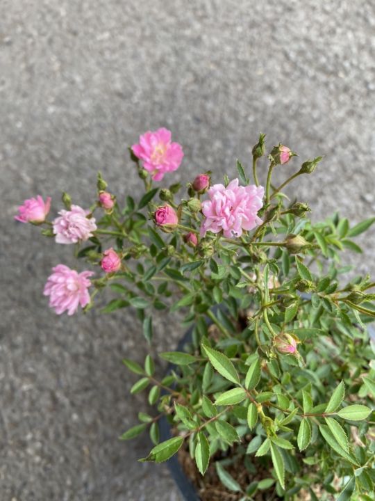 กุหลาบญี่ปุ่น-ดอกสีชมพู-กระถาง-5-นิ้ว