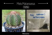 เมล็ด Melocactus Matanzanus 50เมล็ด