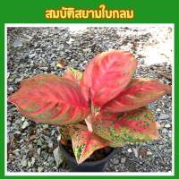 ต้นสมบัติสยาม อโกลนีมาใบกลม Aglaonema Sombatsiam ต้นไม้มงคลพันธุ์ใหม่พันธุ์หายาก ส่งพร้อมกระถาง