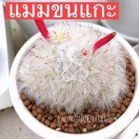 ??แมมขนแกะ Mammillaria albicoma ☁️ขนฟู ขาวสวย ขนาด 4-5 cm น้องๆโตแล้วจ้า โตไวมาก ??❤️