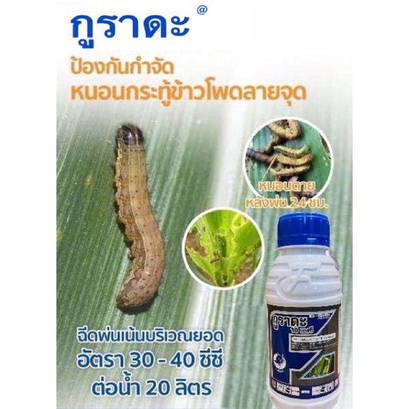 คลอร์ฟีนาเพอร์-กูราดะ-500-ซีซี-แรมเพจ-หนอนใยผัก-หนอกอ-เพลี้ยไฟ-ไรขาว-ไรแดง